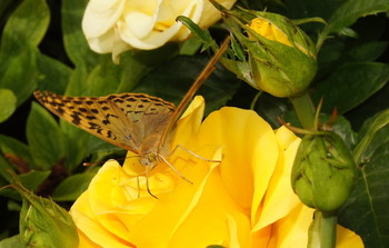 Schmetterling / ***