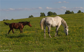 horses / ***