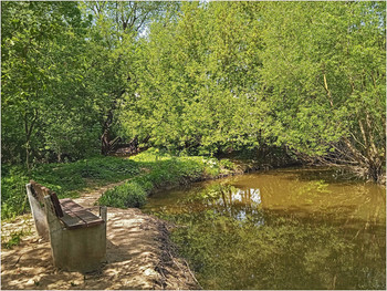Tranquil wood / ***