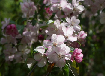 Flowering cherry / ***