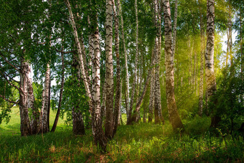 Birch Grove / ***