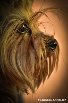 Terrier / ***