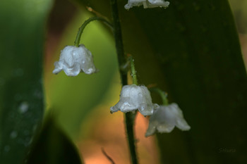 Lilies of the valley. / ***