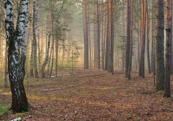 Licht / ***