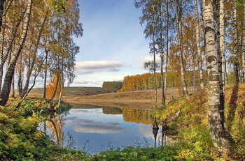 Birches / ***
