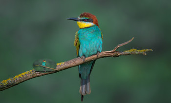 The Observer / Wildlife
