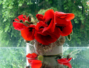 Poppies / ***