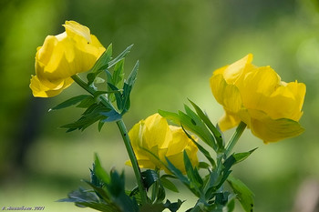 Globe-Blume / ...