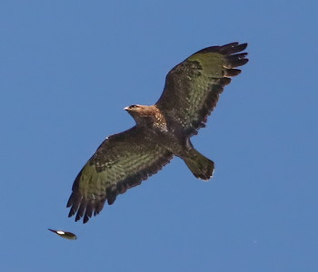 Buzzard / ***