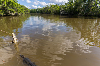 how much is the fish? / Louisiana swamps