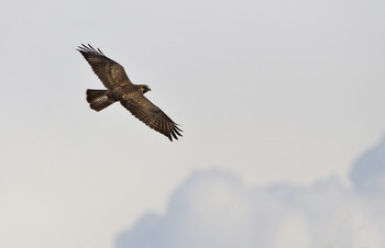 Flight / ***