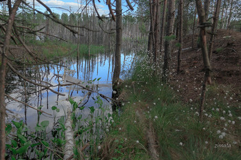 Forest Silence / ***