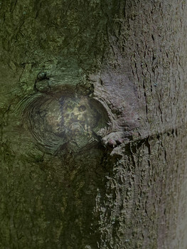 Der Herr des Waldes / Im Holz