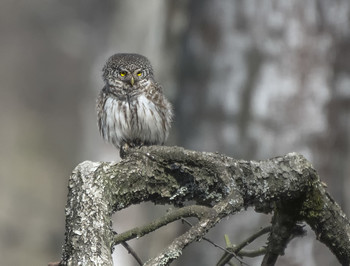 high sitting - look away ... / ***