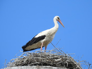 Bird / ***