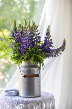 Lupins / ***