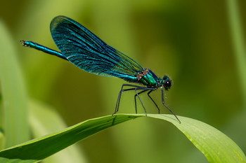  / Calopteryx splendens