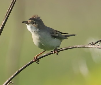 White-throat / ***