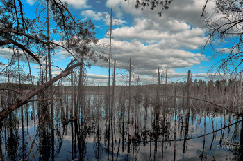 Reflection / ***