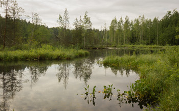 swamp / ***