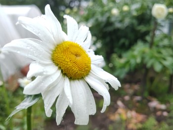 Chamomile / ***