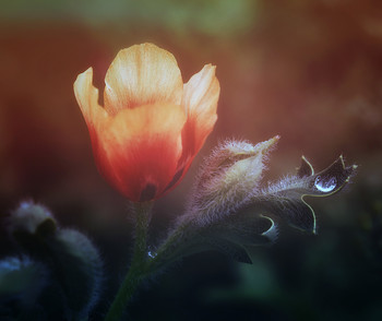 After the rain / ***