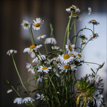 Summer bouquet / ***