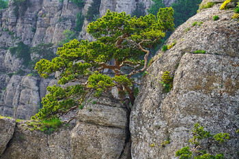 Pine Koch / ***