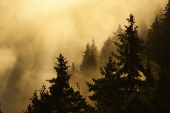 Through the mist. / ***