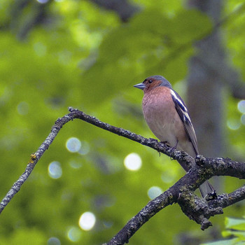Finch / ***