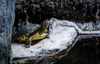 Just lookin' / turtle life