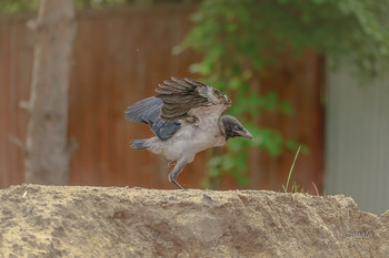 First flight / ***