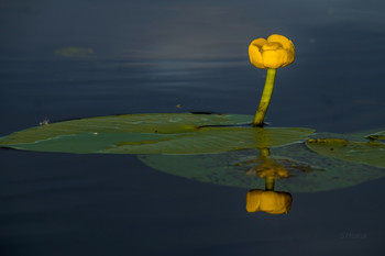 Waterlily. / ***