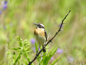 Whinchat / ***