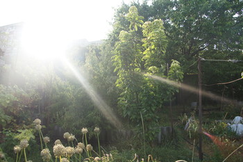 After the rain / ***