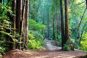 Forest Fairy Tale / ***