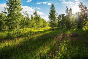 Checkered Licht und Schatten / ***