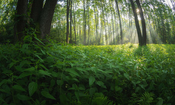 making his way toward the light / ***