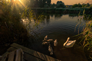 Evening on the lake / ***
