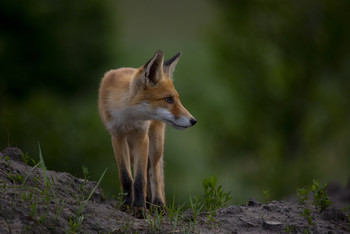 On patrol / ***