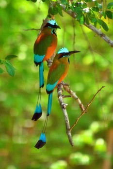 Paradise Couple / ***