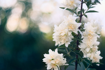 Flowers / ***