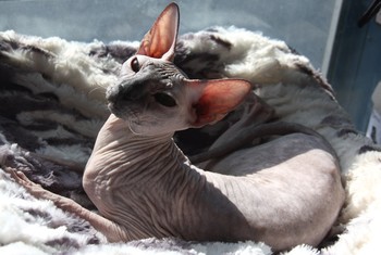 Sphinx / ***