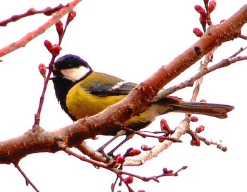 Titmouse / ***