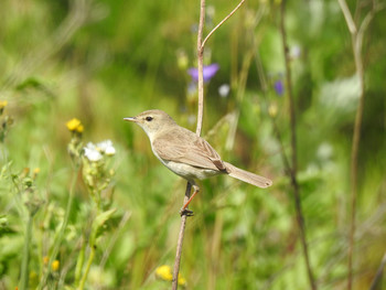 Meadow / ***