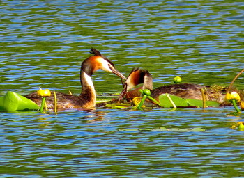 Grebes / ***