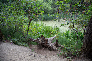 Swamp / ....