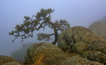 Pine Koch / ***