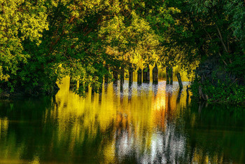 Old pond ... / ***