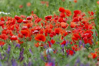 Poppies / ...